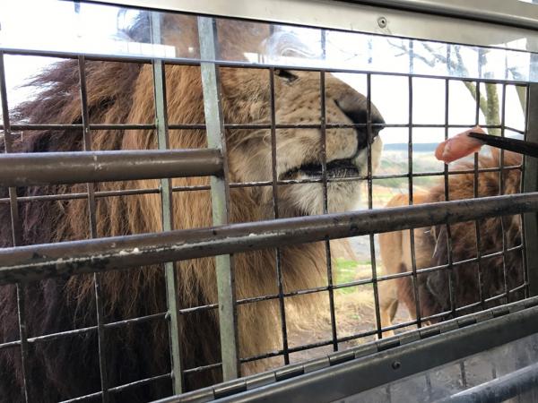 九州自然動物園 乘坐叢林巴士近距離觀賞動物