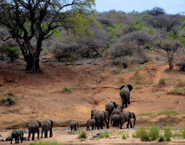 非洲嚴重旱災2月內55隻大象身亡 象群長途跋涉覓水源撐不住活活渴死