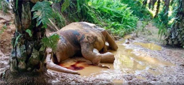 馬來西亞再有瀕危侏儒象遭槍殺 象牙被鋸去身帶舊槍傷伏屍3日