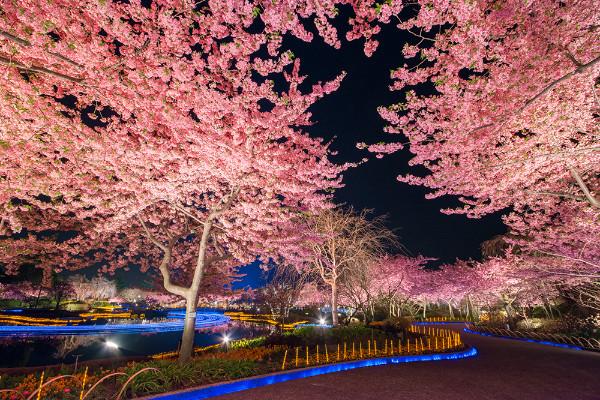 全日本最大規模！名花之里燈飾 開幕以來最大型櫻花燈飾、光之隧道
