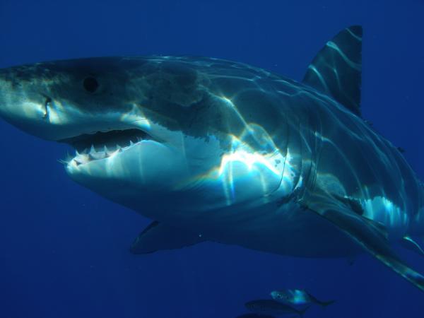 澳洲大堡礁浮潛受鯊魚突襲 2名遊客重傷1人被咬斷腿