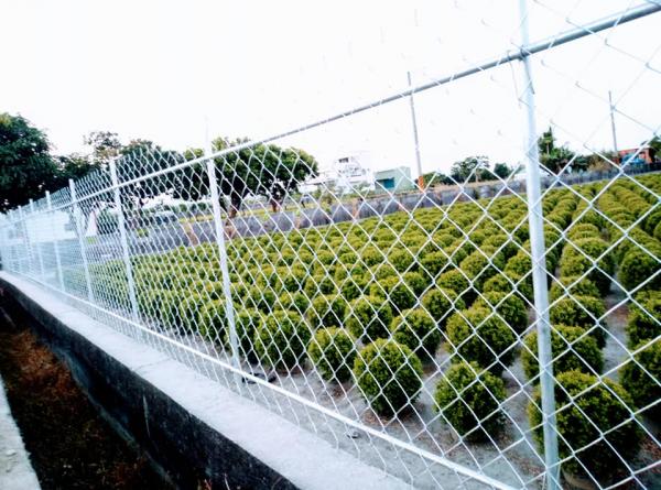 遊客太多留垃圾損毀植物 台版波波草免費開放1個月後裝柵欄