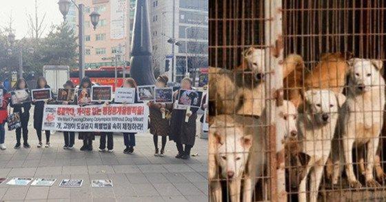 首爾10月正式成為「零食用狗都市」 狗肉屠宰場全數絕跡！