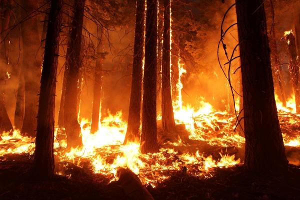 澳洲山火失控燒毀2000公頃土地 數百隻樹熊恐活生生燒成火球喪命