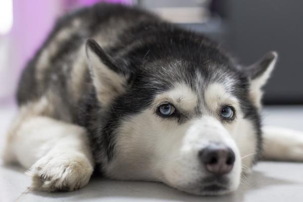 芬蘭狗拉雪橇活動太受歡迎 引起危害雪橇犬福利的隱憂