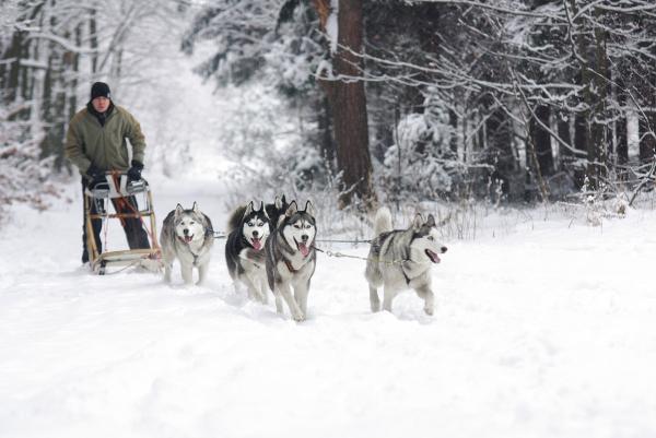 芬蘭狗拉雪橇活動太受歡迎 引起危害雪橇犬福利的隱憂