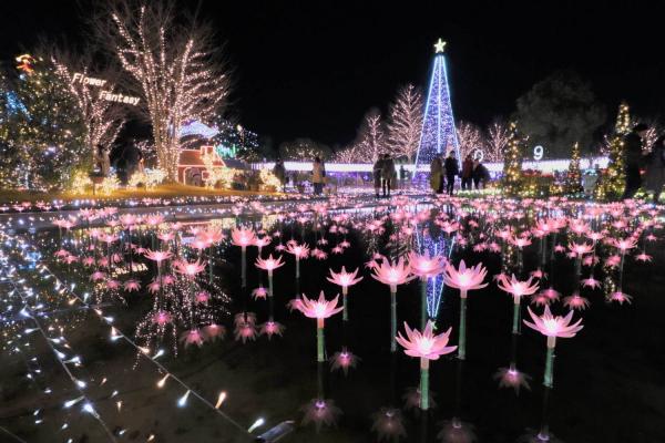 大型紫色夢幻藤花燈飾 東京近郊足利花卉公園500萬球跨年燈飾