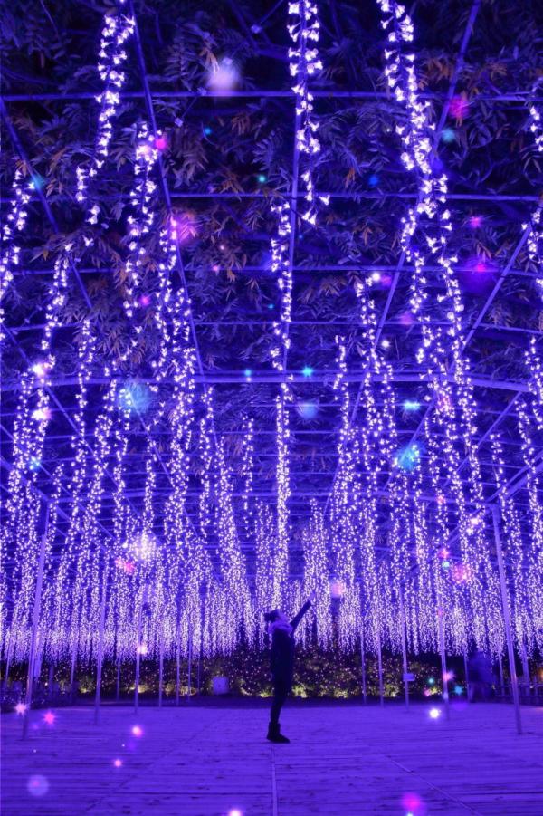大型紫色夢幻藤花燈飾 東京近郊足利花卉公園500萬球跨年燈飾