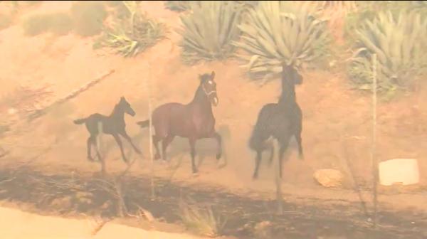 加洲山火蔓延牧場需緊急疏散 獲救黑馬跑回火場助同伴逃生