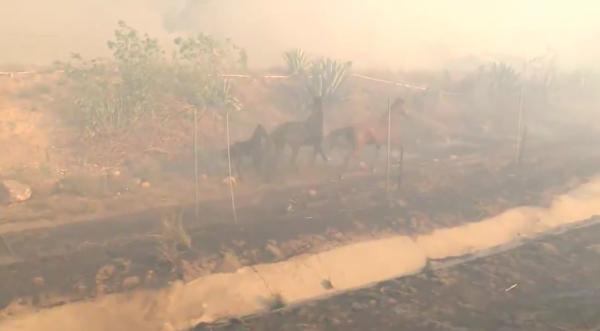 加洲山火蔓延牧場需緊急疏散 獲救黑馬跑回火場助同伴逃生