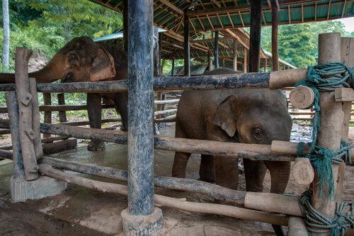 泰國象營強迫2歲幼象與母親分離 為練表演遭拉耳拖行鐵鉤虐打