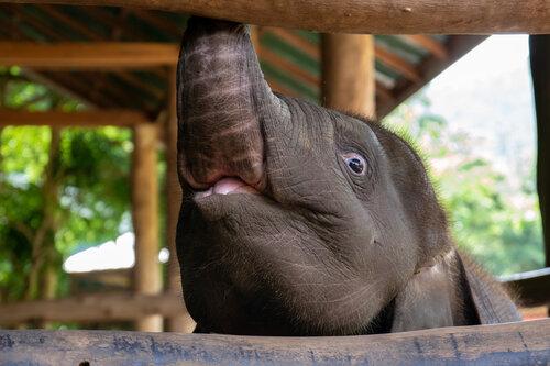 泰國象營強迫2歲幼象與母親分離 為練表演遭拉耳拖行鐵鉤虐打