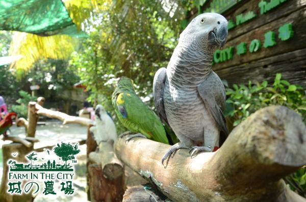 馬來西亞城之農場動物園 與草泥馬、彩虹鸚鵡近距離接觸