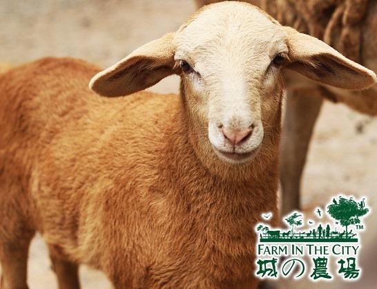 馬來西亞城之農場動物園 與草泥馬、彩虹鸚鵡近距離接觸