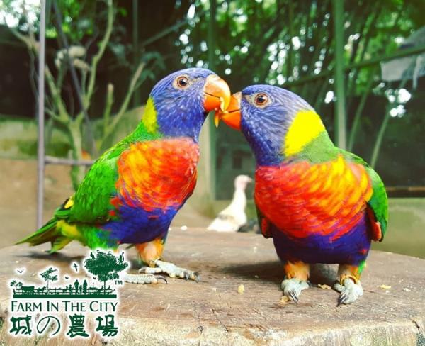 馬來西亞城之農場動物園 與草泥馬、彩虹鸚鵡近距離接觸