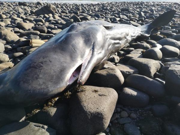 一條小抹香鯨擱淺於英國沙灘 胃內塞滿膠袋活生生餓死