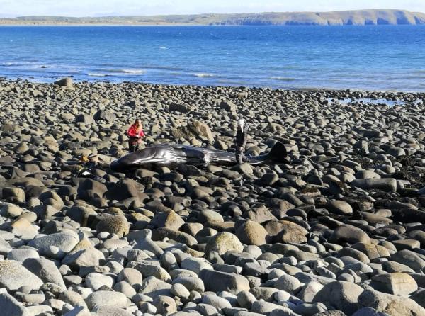 一條小抹香鯨擱淺於英國沙灘 胃內塞滿膠袋活生生餓死