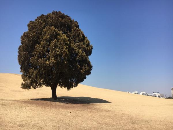 首爾奧林匹克公園「孤獨的樹」 冬日限定夢幻雪景！