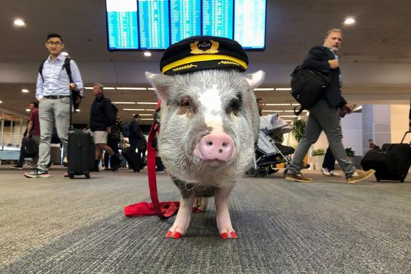 三藩市機場出現首位豬員工 專門向旅客賣萌擺甫士
