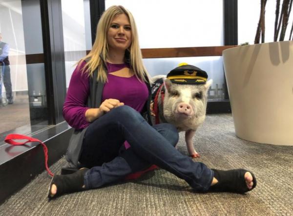 三藩市機場出現首位豬員工 專門向旅客賣萌擺甫士