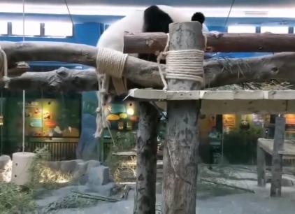 內地動物園推聞大熊貓便便 遊客：不臭兼帶青草清香