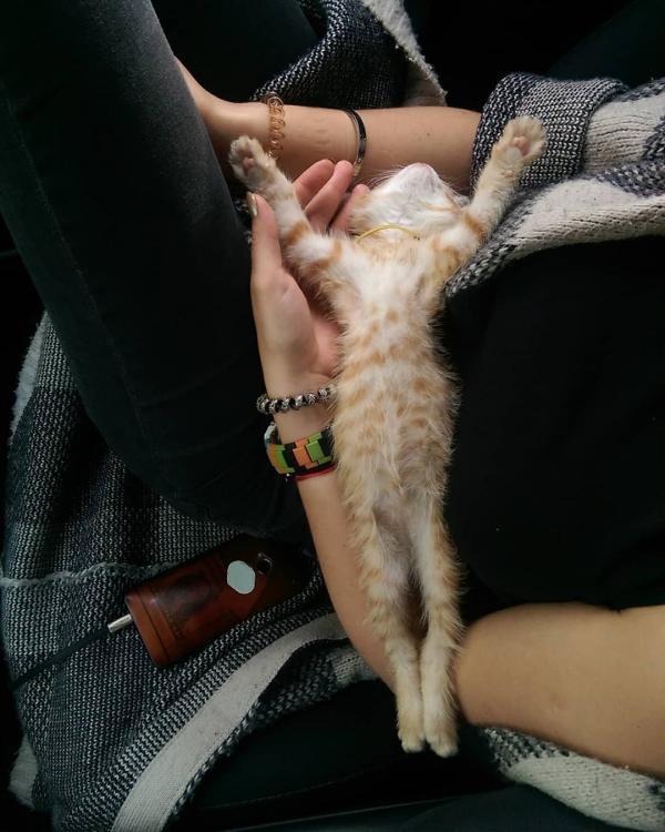 烏克蘭超治癒貓的士 貓咪鑽進懷裡陪你遊車河