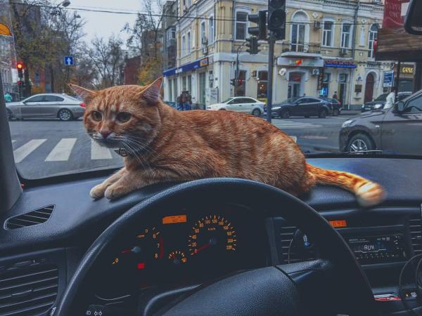烏克蘭超治癒貓的士 貓咪鑽進懷裡陪你遊車河