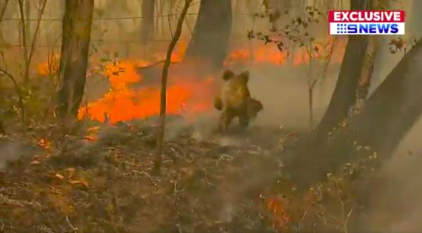 澳洲樹熊困山火慘叫險燒死 熱心路人冒險衝入火場脫衣救走