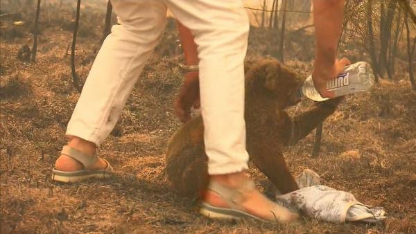 澳洲樹熊困山火慘叫險燒死 熱心路人冒險衝入火場脫衣救走