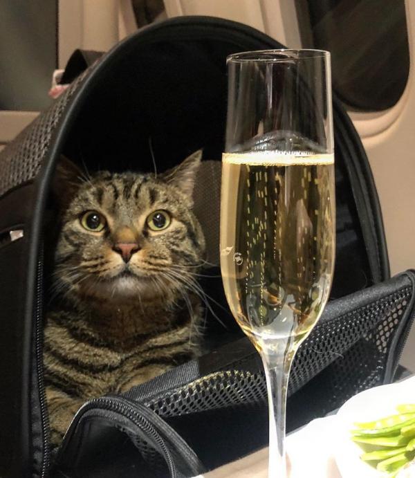 乘客違規偷帶超重肥貓入商務艙 網上炫耀遭清空40萬里數！