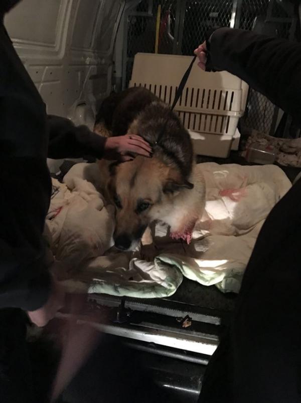 美國牧羊犬被綁於冰冷屋外 疑過餓咬斷前肢充飢！
