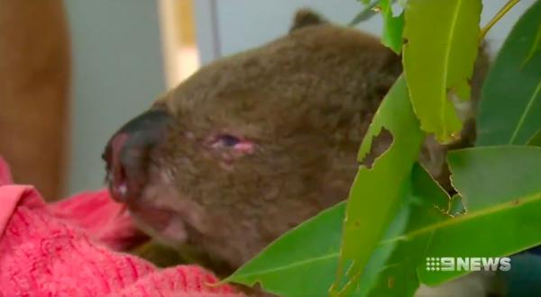 澳洲樹熊困山火獲救終需安樂死 專家：持續大火已造成過千隻樹熊身亡