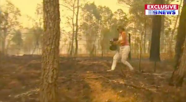 澳洲樹熊困山火獲救終需安樂死 專家：持續大火已造成過千隻樹熊身亡