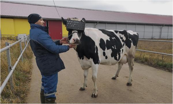 俄國奶農為乳牛戴上VR眼鏡 有助紓緩焦慮增加牛奶產量