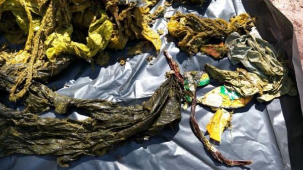 泰國野鹿胃塞滿7kg膠袋致死 網民痛批遊客不應在國家公園亂拋垃圾