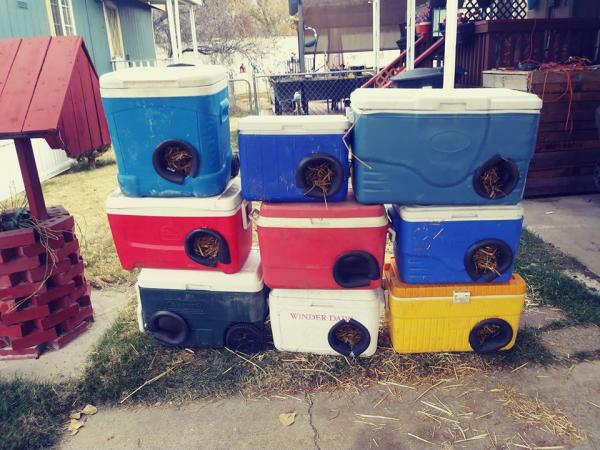 美國男為流浪貓製作保溫貓屋 網民﹕「非常聰明又實用！」