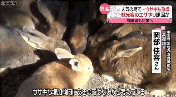 日本兔島大久野島遊客太多不斷餵飼 兔子數量急增3倍爭地盤打架受傷