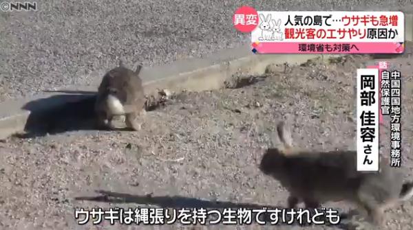 日本兔島大久野島遊客太多不斷餵飼 兔子數量急增3倍爭地盤打架受傷