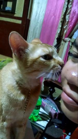 印尼女稱貓咪舔臉能醫治暗瘡 研究指貓唾液含細菌或致腦膜炎！