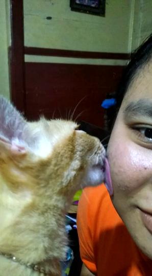 印尼女稱貓咪舔臉能醫治暗瘡 研究指貓唾液含細菌或致腦膜炎！