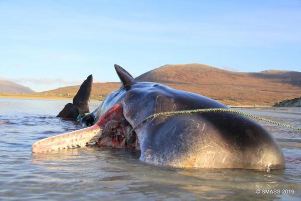 20噸抹香鯨擱淺蘇格蘭海灘死亡 胃塞滿漁網塑膠100kg海洋垃圾
