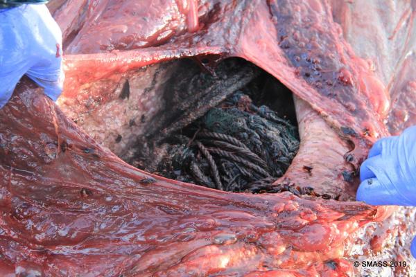 20噸抹香鯨擱淺蘇格蘭海灘死亡 胃塞滿漁網塑膠100kg海洋垃圾
