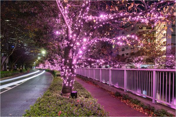 2019東京冬季燈飾總整理 汐留/丸之內/六本木等各地點燈時間・交通方法