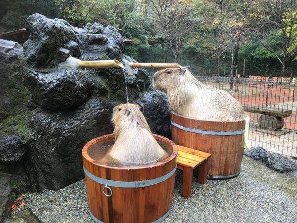 日本水豚浸溫泉 兒童動物自然公園