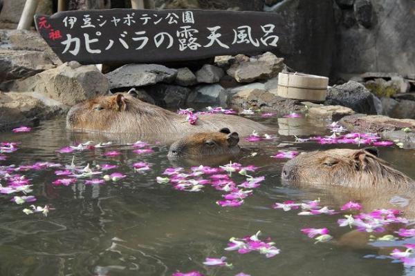 日本水豚浸溫泉 伊豆仙人掌公園
