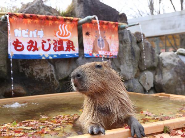 日本5大可欣賞水豚浸溫泉景點 更有柚子、蘋果、山茶花等特色溫泉超梳乎