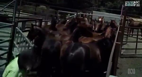 澳洲媒體揭退役馬遭受電擊抽打虐待 超過300匹純種馬被製成貓狗糧！