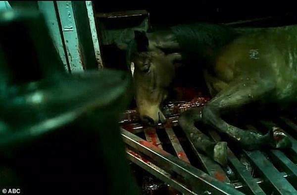 澳洲媒體揭退役馬遭受電擊抽打虐待 超過300匹純種馬被製成貓狗糧！