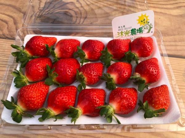 免費入園！ 台灣溫室果園農場 採摘日本淡雪士多啤梨/品嚐草莓牛奶