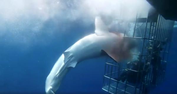 墨西哥大白鯊撞鐵籠卡頭無人救 失血過多終慘死遊客面前